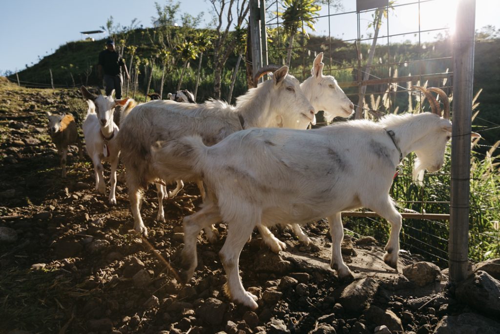 Innovación con leche de cabra - Lácteos & Quesos Don Joaquín